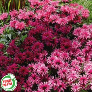 Bee Balm Pollinator Blend Thumbnail